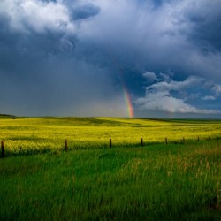 Rainbow Over Canola Hi Res   A3
